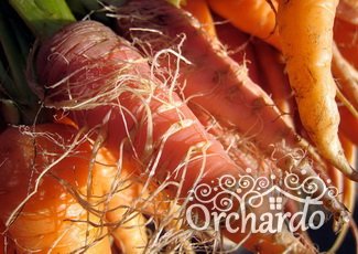 0_1461788253016_1354108416_carrot-hairy.jpg
