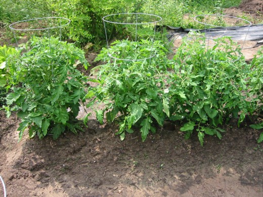 0_1463032897642_Tomato1-520x390.jpg
