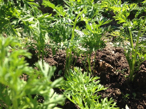 0_1466941925870_IMG_1607.JPG