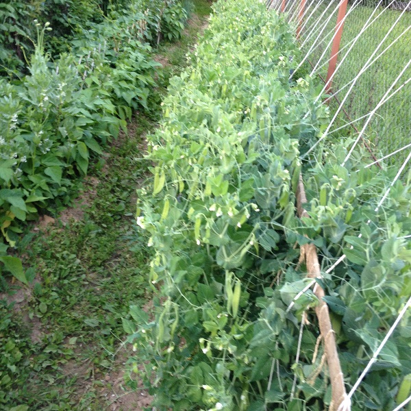 0_1467310987118_IMG_1618.JPG