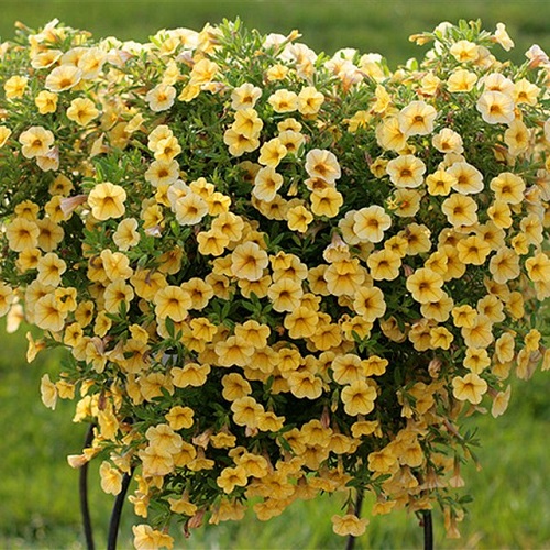 0_1486292304485_Petunia_ampel_09.jpg