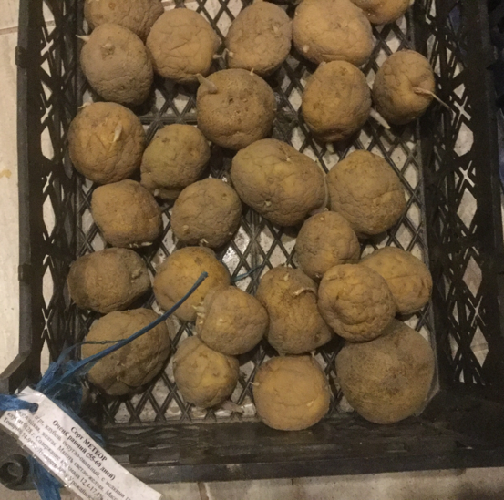 0_1491116354756_IMG_1181.PNG