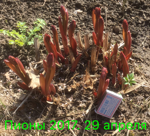 0_1493577286820_IMG_1408.PNG