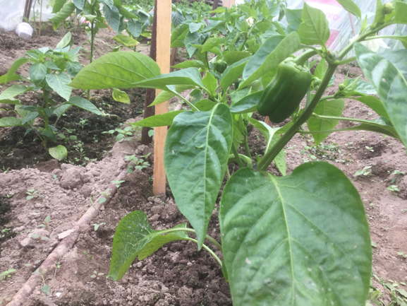 0_1497177061774_IMG_1736.PNG
