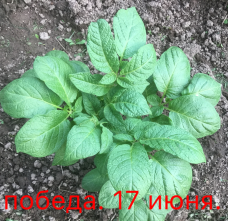 0_1497775876832_IMG_1771.PNG