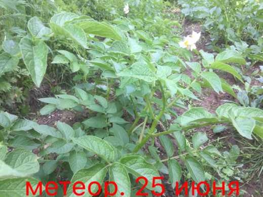 0_1498418397376_IMG_1845.PNG