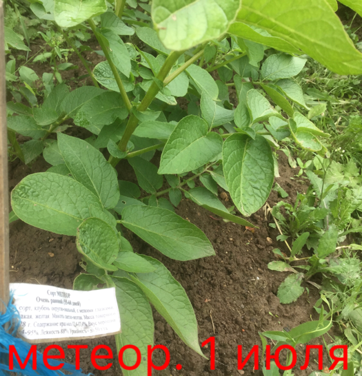 0_1499107651919_IMG_1906.PNG