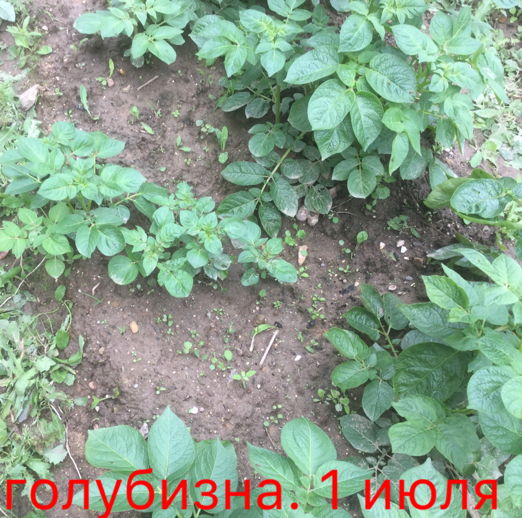 0_1499107699907_IMG_1907.PNG