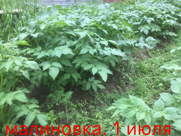 0_1499107779723_IMG_1908.PNG