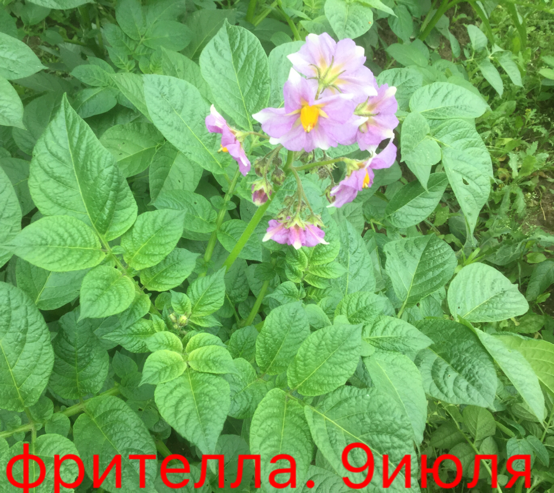 0_1499608286724_IMG_1937.PNG