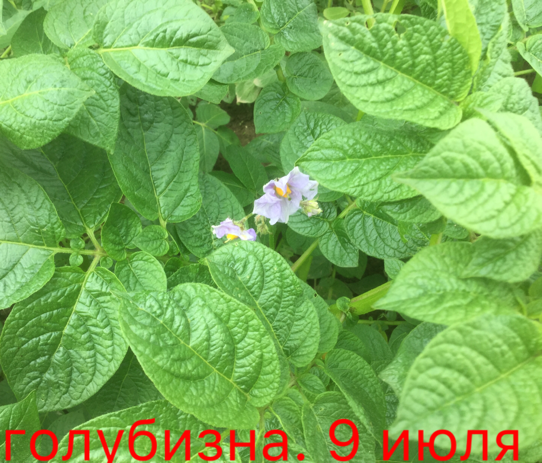 0_1499608309192_IMG_1938.PNG