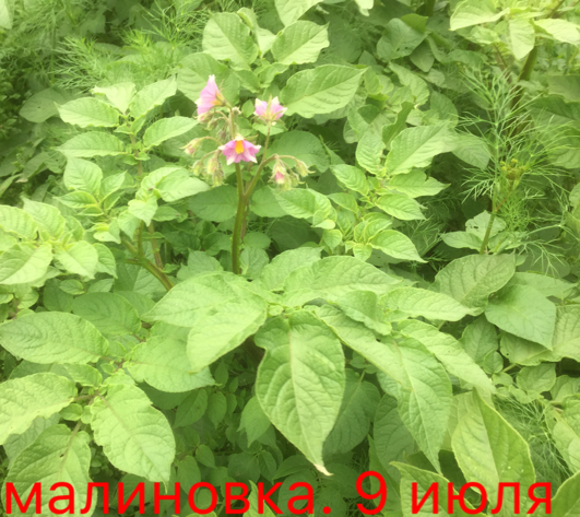 0_1499608330132_IMG_1939.PNG
