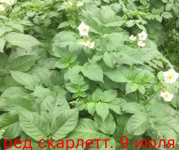 0_1499608348192_IMG_1940.PNG