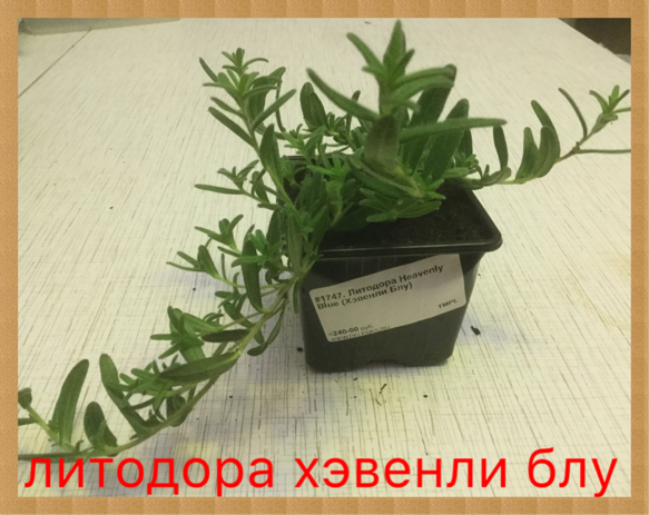 0_1502824382301_IMG_2034.PNG