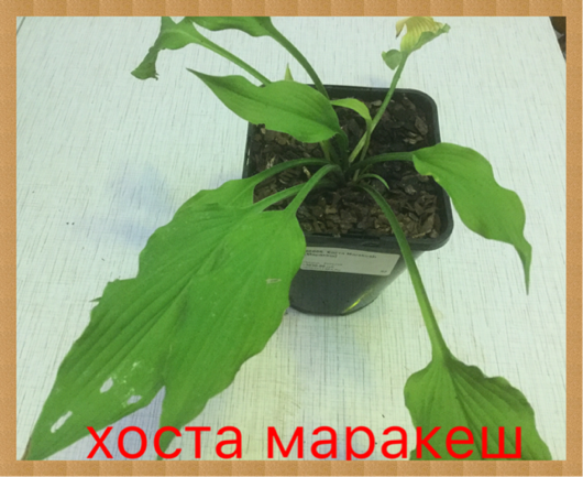 0_1502824693534_IMG_2042.PNG