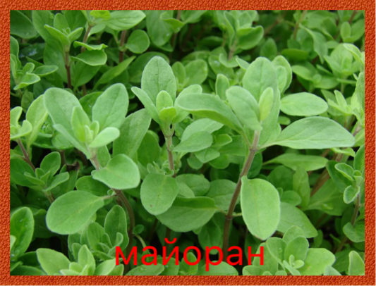 0_1510401718668_IMG_2287.PNG