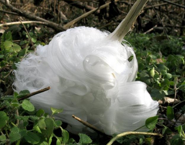 0_1510563785284_frost-flower-garden-design_10387.jpg