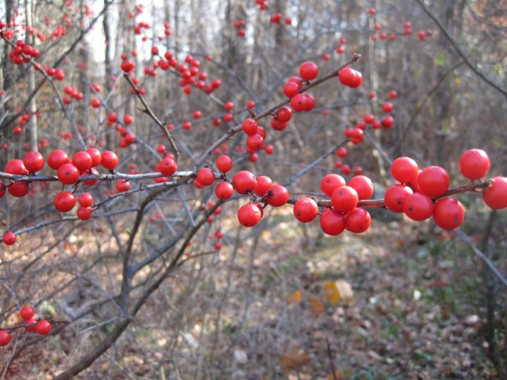 0_1510899111213_seedwalk_014_full_width.jpg