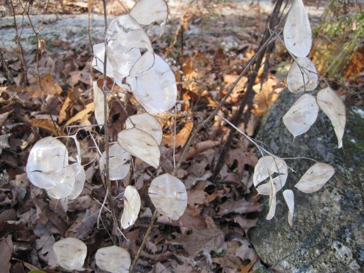 0_1510899128618_seedwalk_011_full_width.jpg