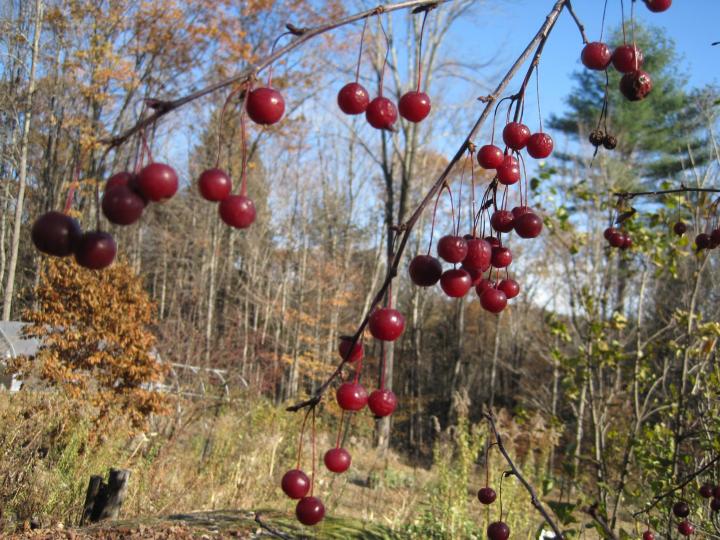 0_1510899185254_seedwalk_010_full_width.jpg