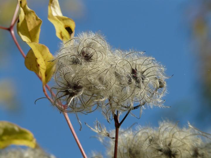 0_1510899215739_clematis-vitalba-62450_1920_full_width.jpg