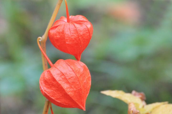 0_1510899243889_physalis-1649309_1920_full_width.jpg