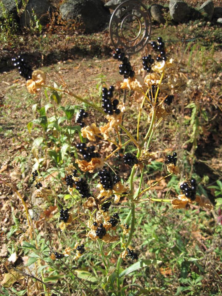 0_1510899283230_seedwalk_002_full_width.jpg
