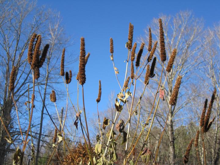 0_1510899337014_seedwalk_017_full_width.jpg