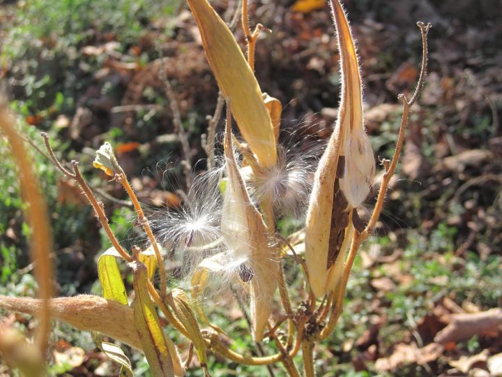 0_1510899351547_seedwalk_008_full_width.jpg