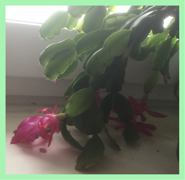 0_1515931003712_5F4B8365-61B1-4A25-BCFB-F5E9A1651FC1.png