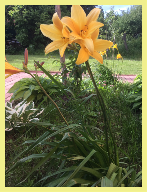0_1528645404561_34F6A028-0B73-4B60-9FB6-227AE800B479.png