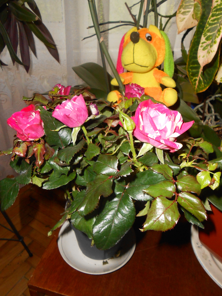 0_1550212855780_4.jpg