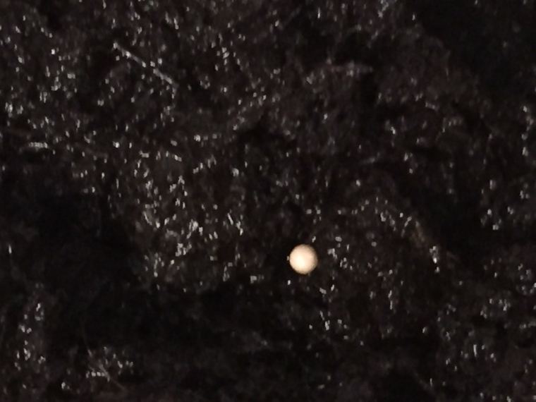 0_1614350852340_DFC242A4-0334-43BB-85C3-C1053503B461.jpeg