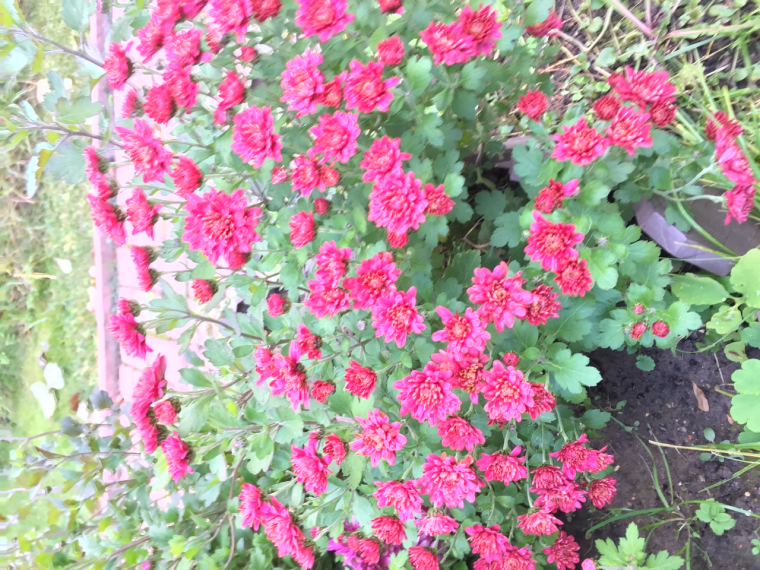 0_1635157886309_6634D392-BECA-4A92-B964-E1670A28E6BE.jpeg